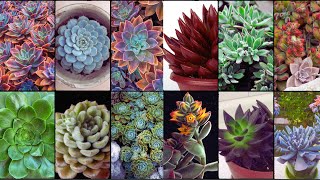 ECHEVERIA PLANT VARIETIES  Plants Weekly [upl. by Joselyn]