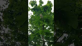 Tree Identification Horse Chestnut Aesculus hippocastanum [upl. by Ihculo]