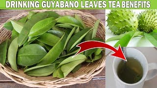 WHAT ARE THE HEALTH BENEFITS OF DRINKING GUYABANO LEAVES TEA [upl. by Asset]