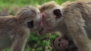 Baby Macaque Bullied  BBC Earth [upl. by Gurolinick856]