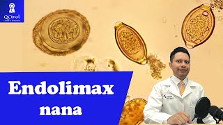 Conoce a Endolimax nana Morfología y CLAVES para su identificación laboratorio de parasitología 🔬 [upl. by Thenna96]