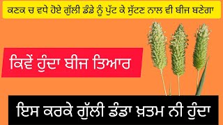 Kanak ਵਿੱਚ ਗੁੱਲੀ ਡੰਡੇ ਦਾ ਬੀਜ ਕਿਵੇਂ ਤਿਆਰ ਹੁੰਦਾ  Phalaris minor sets 50 seed even if uprooted [upl. by Blight7]