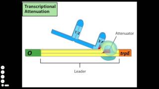 Transcriptional Attenuation [upl. by Phio69]