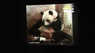 Beardyman feat mrhopkinson One Album per Hour poor blancmange creature  Panda Song [upl. by Lindberg32]