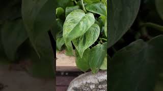 Variegated Hederaceum aka Variegated Heartleaf Philodendron Up Close and in Unnecessary Slowmo [upl. by Weihs980]