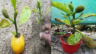 How to grow jackfruit tree at home cut and plant jackfruit tree skill grow jackfruit tree [upl. by Angeli]