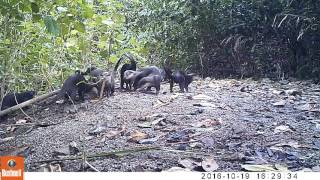 Asian smallclawed otters in Pulau Ubin Singapore [upl. by Airotahs545]