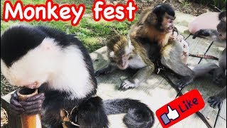 MONKEY Festival [upl. by Elyk]