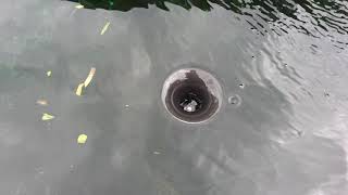 DIY Home Made Floating Surface Pond Skimmer [upl. by Seel10]