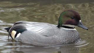 Falcated Ducks [upl. by Anum]