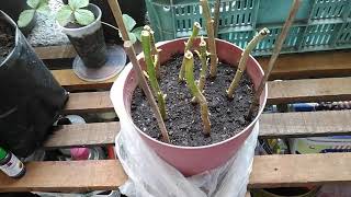 Poinsettia propagation using branch cuttings [upl. by Orva390]