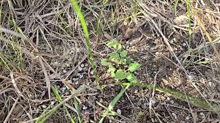 Agastache foeniculum Anise Hyssop established from peat plug first year from seed [upl. by Ragnar]