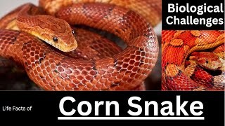 Corn Snake [upl. by Picco]