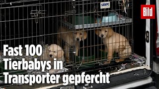 Zoll stoppt illegalen TierTransporter und befreit dutzende HundeWelpen [upl. by Ruamaj]