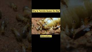 Why Is Termite Queen So Big  NaturesEye11 termites insects bee nature ants shorts [upl. by Prudie73]