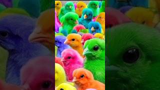 Ayam Rainbow Ayam warna warni Ayam lucu bebek lucu kelinci lucu [upl. by Cleo]