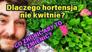 DLACZEGO HORTENSJA NIE KWITNIE  co zrobić aby to zmienić 🌸 [upl. by Cora]