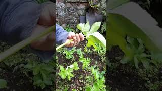 Angelica archangelica leaves and stems [upl. by Eirruc519]