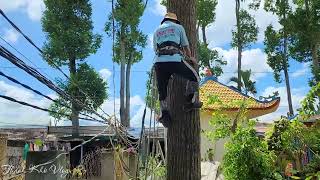 Đỉnh Vua Khỉ Cưa Cây Sao Siêu Cao Gần Đường Dây Điện Cut down tall Hopea odorata tree [upl. by Alvie]