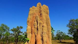 Cathedral Termite Mounds Nothern Australia [upl. by Kerk]