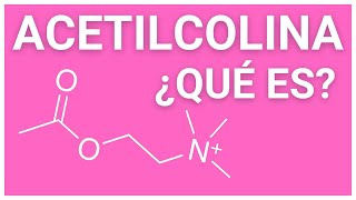 ¿Qué es la ACETILCOLINA ✅ y cuál es su función ¿El NEUROTRANSMISOR de la MEMORIA [upl. by Ecile]