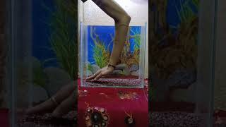 Budget aquarium setup part 1 tigeraquariumindia aquariumproject fishspecies [upl. by Oiuqise]