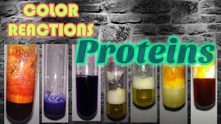 Color reactions of Proteins  Biochemistry series [upl. by Anuat]