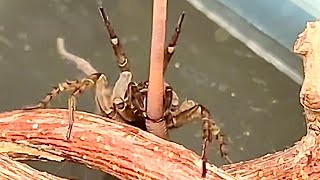 Giving My Pet Spider Her Very First Worm As a Xmas Gift 🎄🎁 [upl. by Erida]