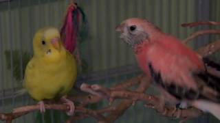 Budgie and Bourke Parakeet Squabbling [upl. by Chaudoin]