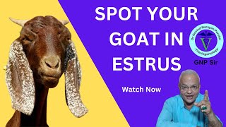 Spotting Heat in Goats Easy Tips [upl. by Saffren]