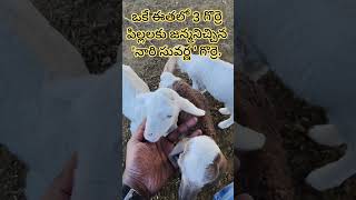 Nari suvarnaనారి సువర్ణ sheep farmingగొర్రెల పెంపకం [upl. by Abdul]