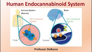 Human Endocannabinoid System [upl. by Jadwiga553]