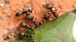 Lasius niger feeding sugared water [upl. by Siegel1]