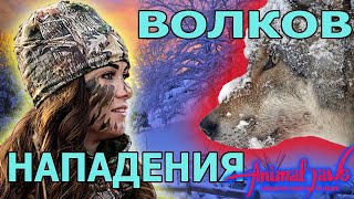 О нападениях волков на людей [upl. by Cody]