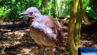 The Amazing Lyrebird The Best Songbird  طائرالقثارة أفضل طائر مغرد [upl. by Atonsah]