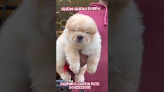 quotChow Chow PuppiesFluffy Friendly and Full of Personalityquotpets rajahmundry 9642221001 dog pets [upl. by Cadmar426]