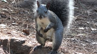 Western Gray Squirrel makes alarm call and leaps between trees [upl. by Mages]