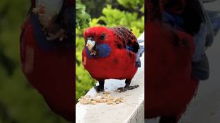 Rosella  Australian Crimson Rosella Sound  Birdy may need a napkin [upl. by Yslehc708]