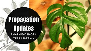 Rhaphidophora Tetrasperma Mini Monstera Propagation Updates  Mistakes Advice amp Recommendations [upl. by Ydna247]