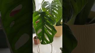 Monstera adansonii mint propagation update  new growth plants houseplants indoorplants [upl. by Schwejda]