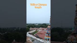 சுப்பிரமணிய சுவாமி திருக்கோயில் வள்ளியூர் 🙏god murugan murugantemple vallioor kandha [upl. by Soo345]