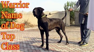 Black Bully Kutta Name of Dog Warrior Pure Pakistan Bully Black Dog By Nafa tv hd [upl. by Inga]