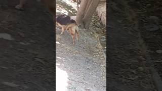 Cute Dog Jumping StyleWhos That DogPetLoverFamilyDogHammyandoliviaCuteAnimalsNatureFunnyDogW [upl. by Truk]