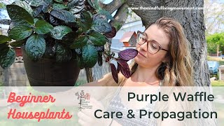 How to Propagate Purple Waffle Plant  Strobilanthes alternata Care amp Repotting [upl. by Ennaillek]