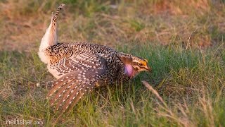 Sharptailed grouse [upl. by Eibocaj]