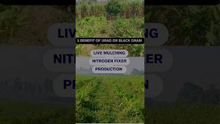 3 benefit Of Urad or Black Gram are Nitrogen fixer  Live mulching and production  Food Forest Tour [upl. by Colb839]