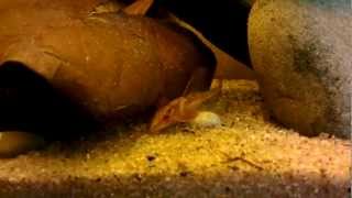 Rineloricaria sp L010a aka Red Lizard Catfish [upl. by Nicholl]