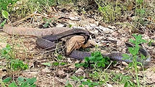 Wild Encounter of Black Cobra and Monitor Lizard [upl. by Darcie258]