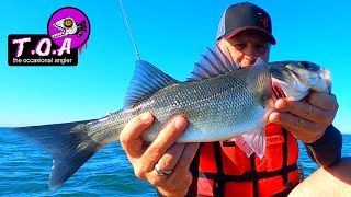 lure fishing kent oyster beds for Bass [upl. by Adoh]