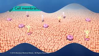 Structure of the Cell Membrane [upl. by Onailil]